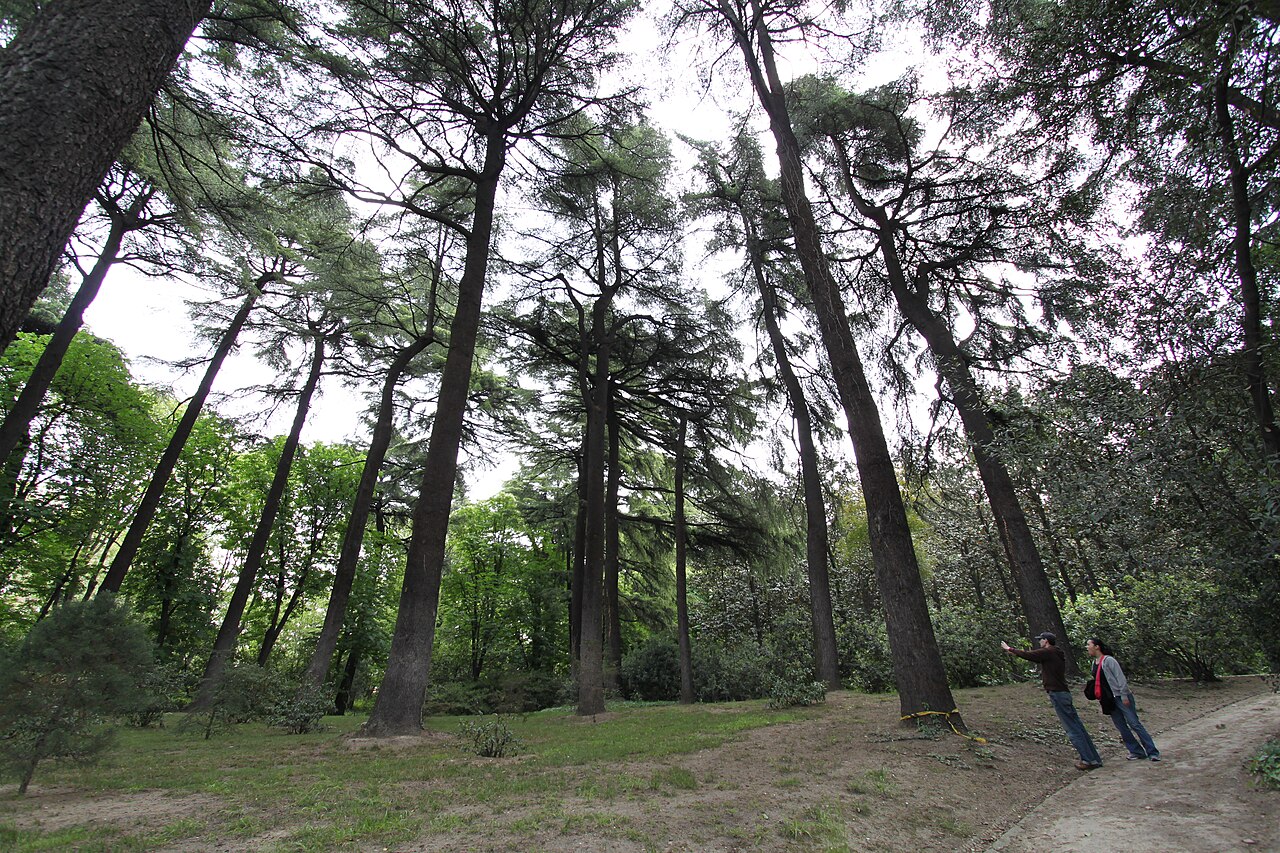 Senderos arbolados de los Jardines del Campo del Moro en Madrid a principios de otoño