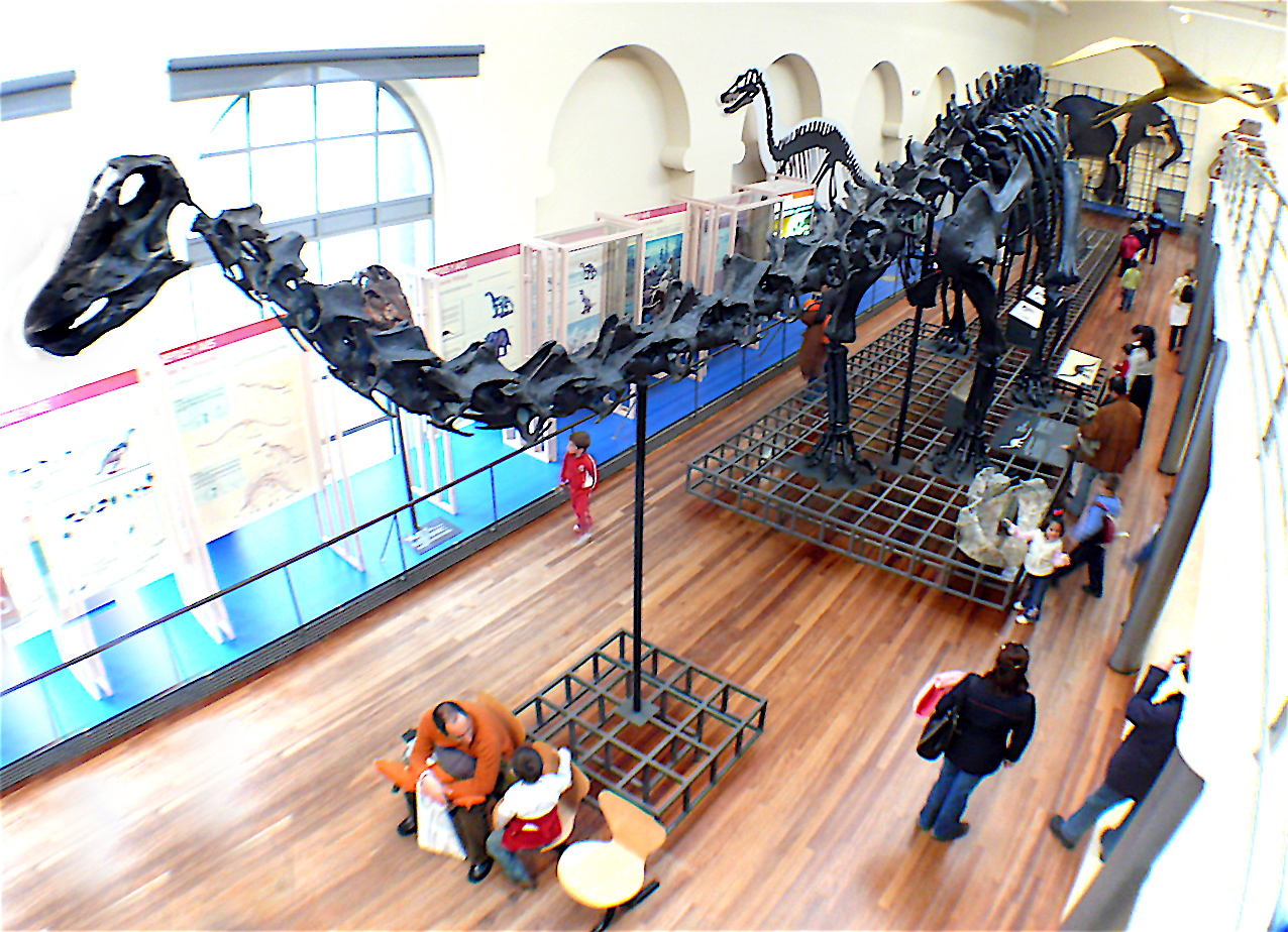 Esqueleto monumental de dinosaurio en la sala principal del Museo Nacional de Ciencias Naturales de Madrid