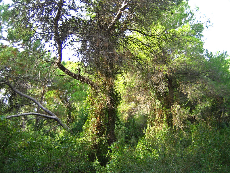 Bosque mediterráneo de pinos carrascos y sotobosque en el Parque Natural de la Devesa del Saler